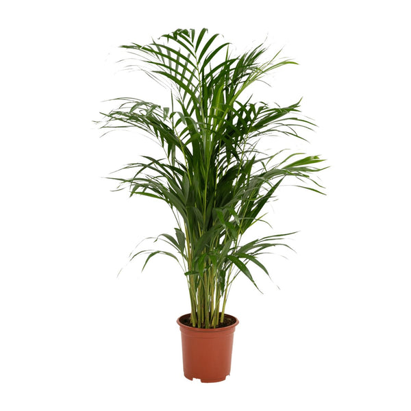 Arecapalm - Areca palm - Ø17cm - ↕70cm