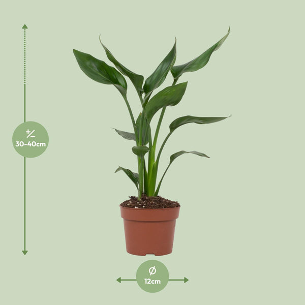 Paradijsvogelplant - Strelitzia reginae - Ø12cm - ↕35cm