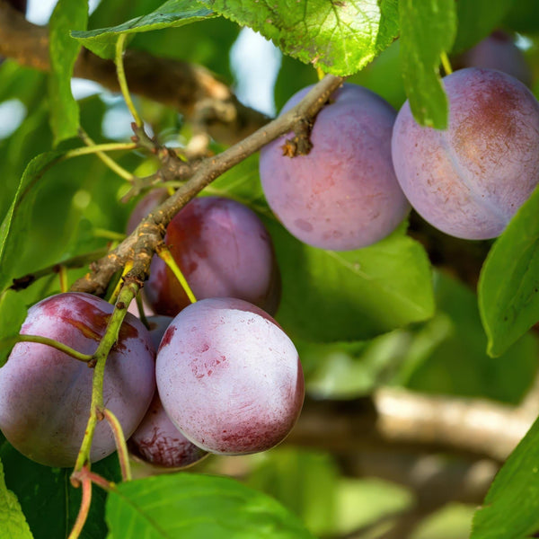 Pruimenboom - Prunus domestica 'Opal' - Ø21cm - ↕90cm