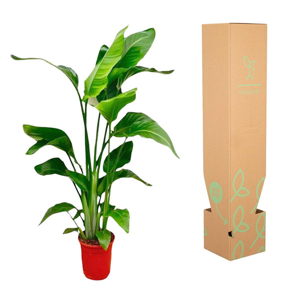 Witte paradijsvogelplant - Strelitzia nicolai - Ø17cm - ↕70-100cm