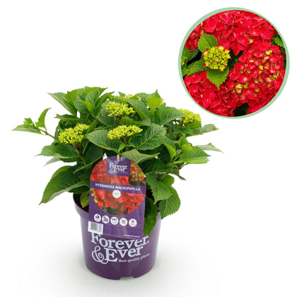 Hortensia - Hydrangea Forever & Ever - rood - Ø23cm - ↕55cm