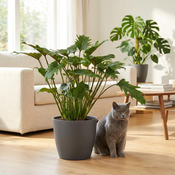 Philodendron Xanadu - Ø19cm - ↕60cm