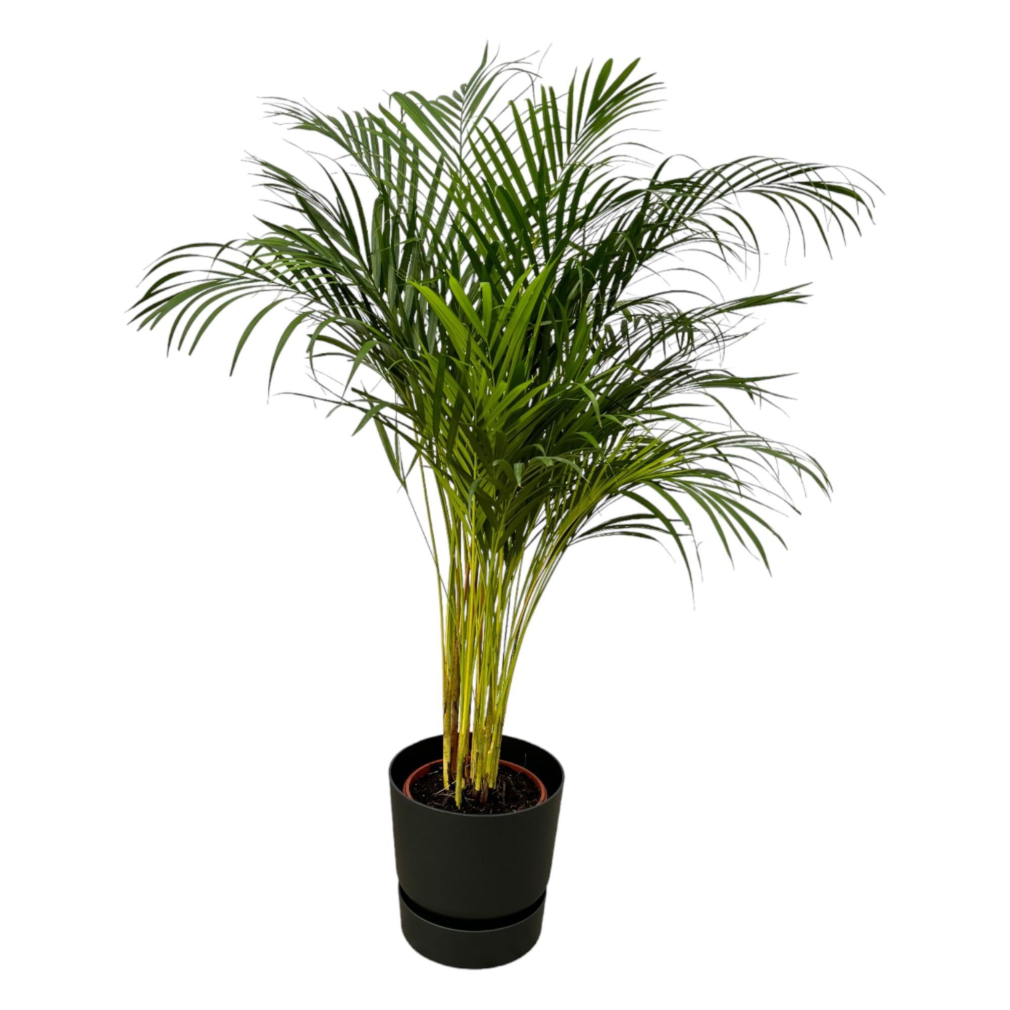 Arecapalm - Areca palm - incl. Elho Greenville Round zwart - Ø24cm - ↕130cm