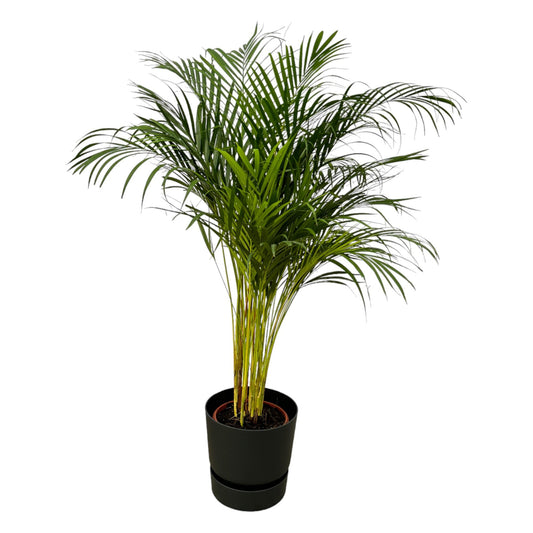 Arecapalm - Areca palm - incl. Elho Greenville Round zwart - Ø24cm - ↕130cm