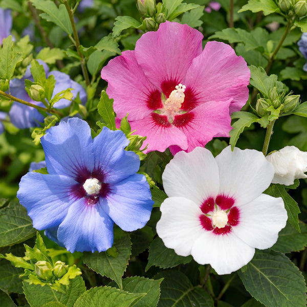 Hibiscus - Hibiscus syriacus 'Tricolour'