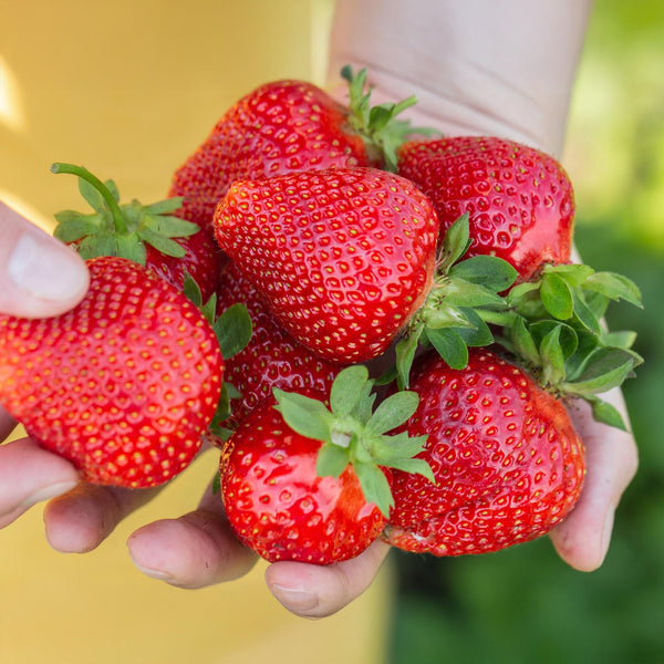 Aardbei - Fragaria Elvira - Ø9cm