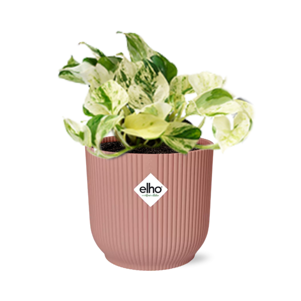 Pothos - Epipremnum pinnatum 'Happy Leaf' - incl. Elho Vibes Fold Roze - ↕14cm