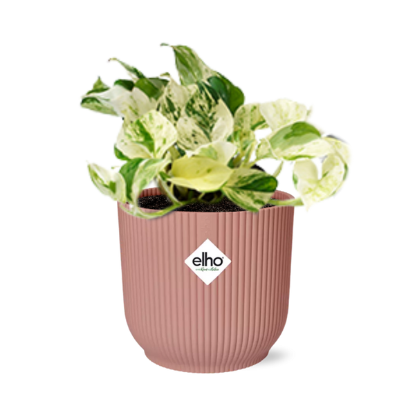 Pothos - Epipremnum pinnatum 'Happy Leaf' - incl. Elho Vibes Fold Roze - ↕14cm
