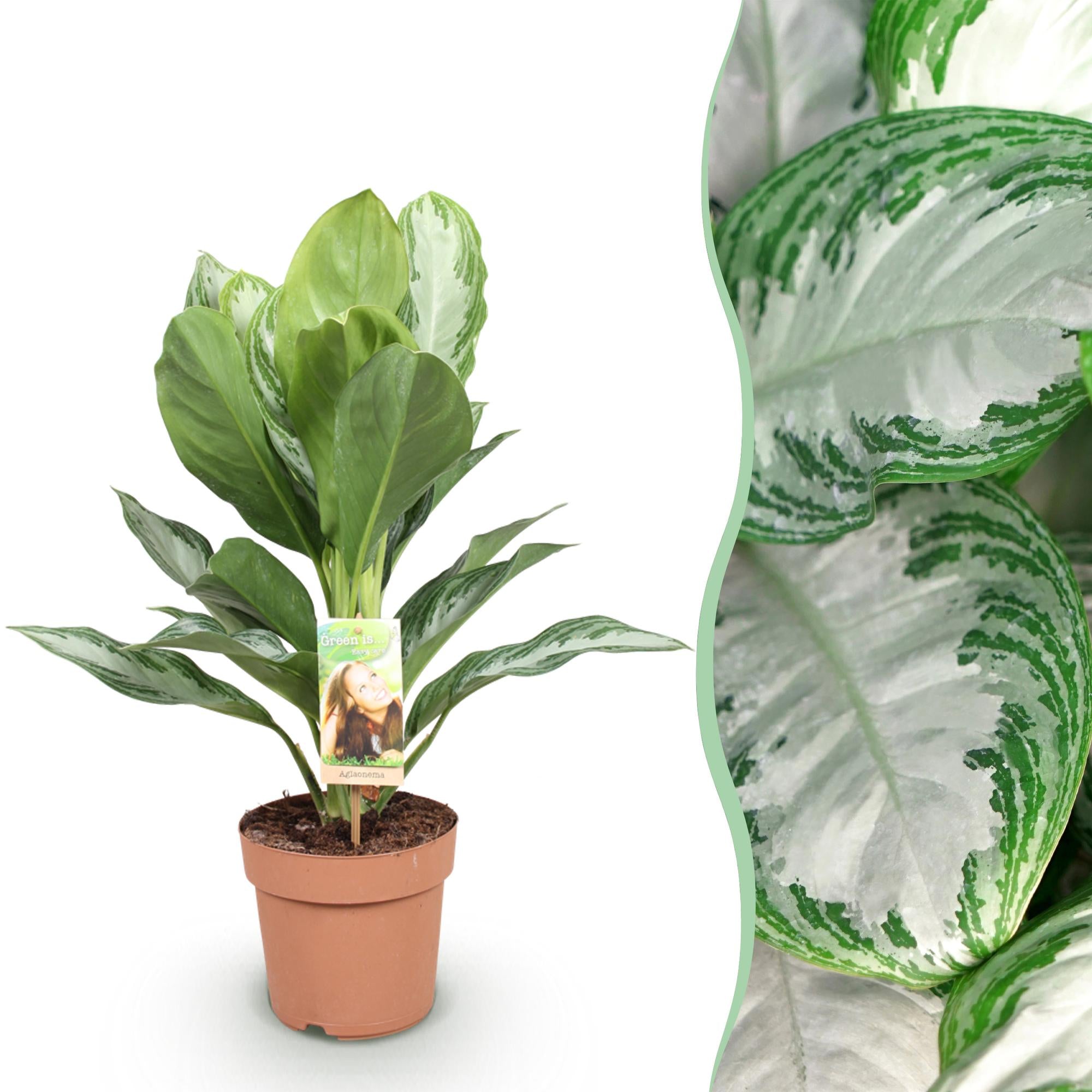 Zilverblad - Aglaonema Silver Bay - Ø17cm - ↕70-75cm