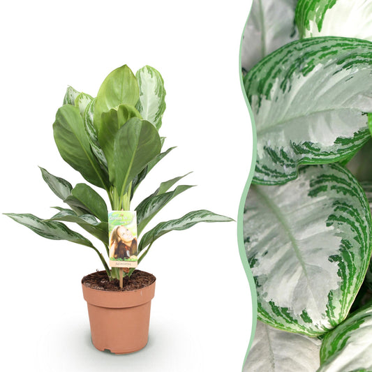 Zilverblad - Aglaonema Silver Bay - Ø17cm - ↕70-75cm