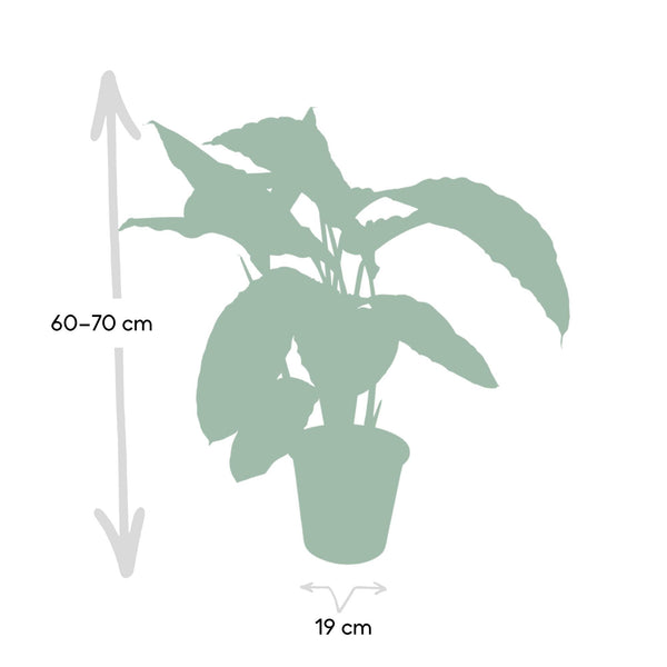 Pauwenplant - Calathea Warscewiczii - Ø19cm - ↕70cm