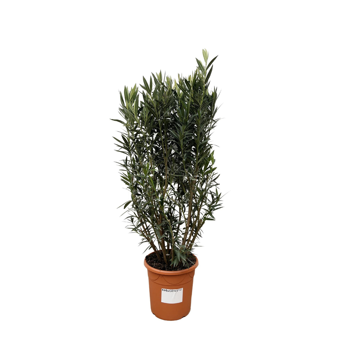 Oleander - Nerium oleander - ↕180cm