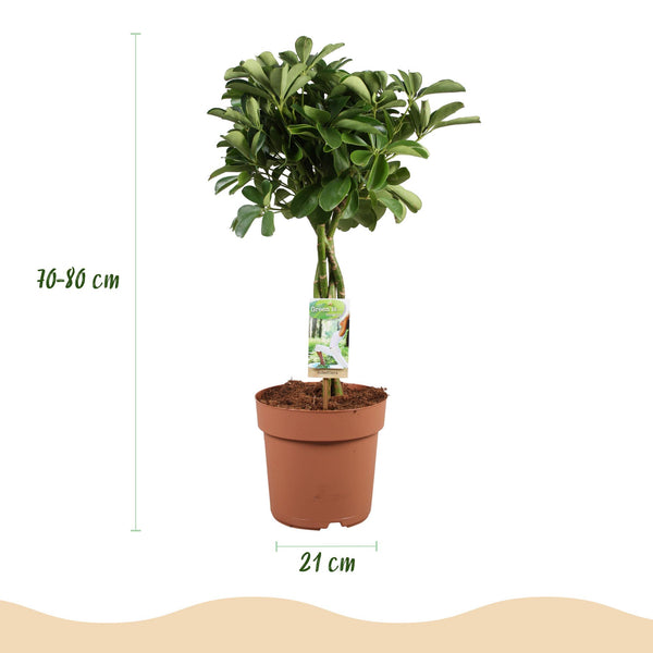 Vingerboom - Schefflera Nora - Ø21cm - ↕70-82cm