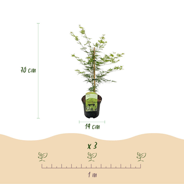 Japanse Esdoorn - Acer palmatum Emerald Lace - Ø19cm - ↕70cm