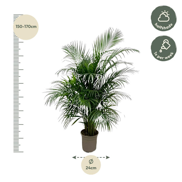 Arecapalm - Dypsis lutescens - Ø21cm - ↕140cm