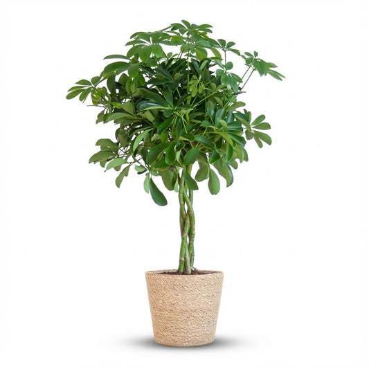 Vingerboom - Schefflera Arab Nora - incl. Zeegraskorf - Naturel - Ø21cm - ↕70cm