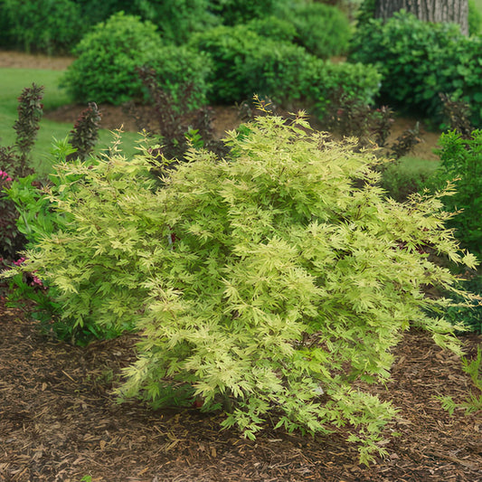 Japanse Esdoorn - Acer palmatum Methamorphosa - Ø19cm - ↕70cm