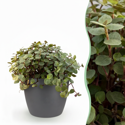 Kruipplantje - Callisia repens - incl. sierpot grijs - Ø12cm - ↕18cm