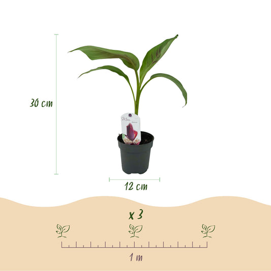 Bananenplant - Musa sikkemensis Red Tiger - Ø12cm - ↕30cm