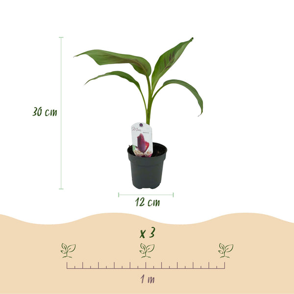 Bananenplant - Musa sikkemensis Red Tiger - Ø12cm - ↕30cm