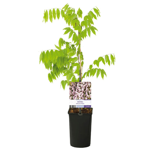 Blauwe Regen - Wisteria floribunda Rosea - Ø11cm - ↕40cm