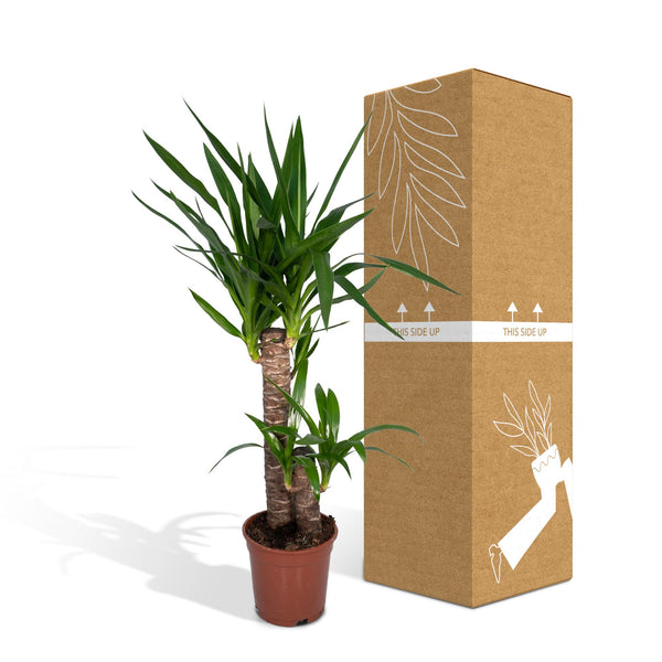 Palmlelie - Yucca elephantipes - Ø17cm - ↕85cm