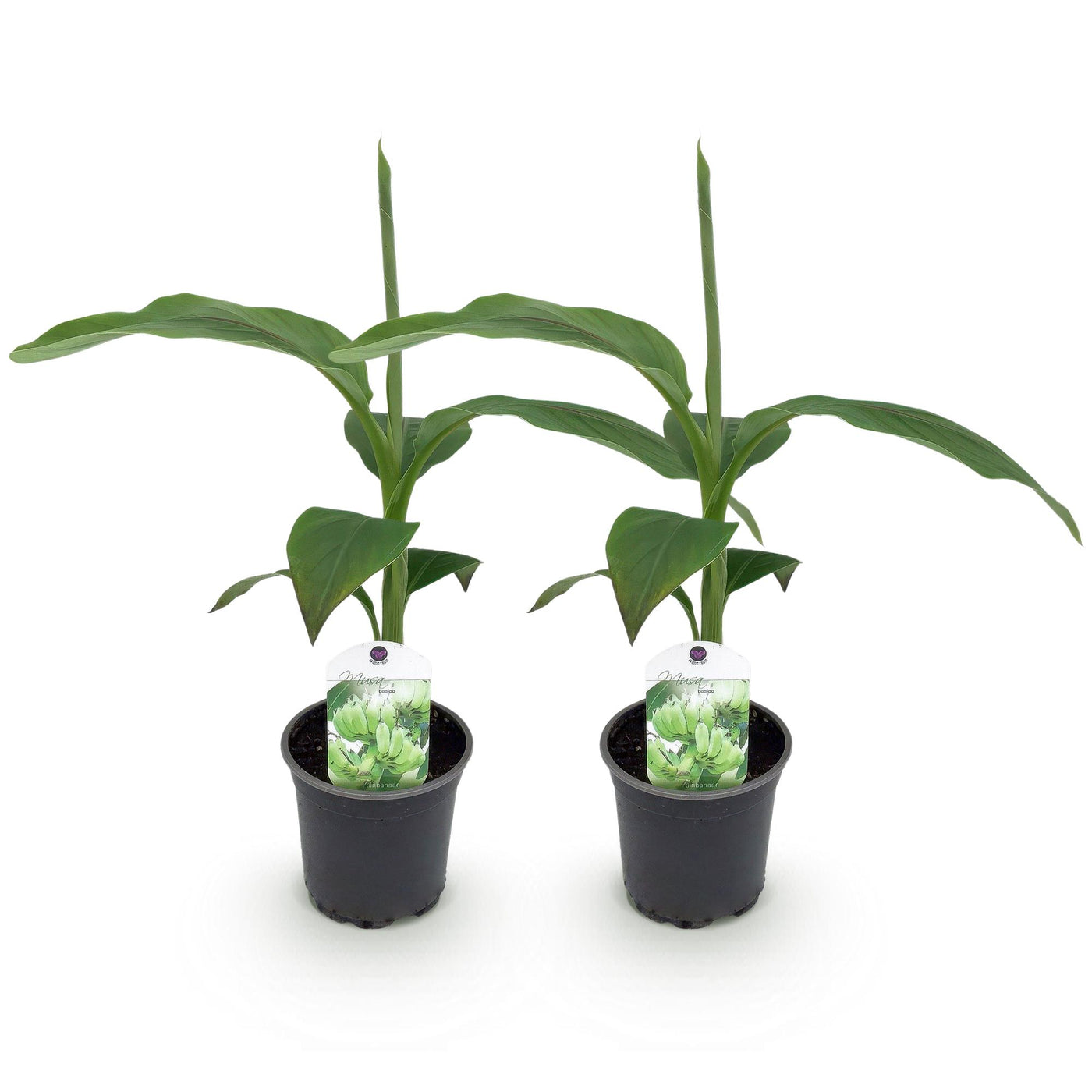 Bananenplant - Musa basjoo - Ø12cm - ↕30cm