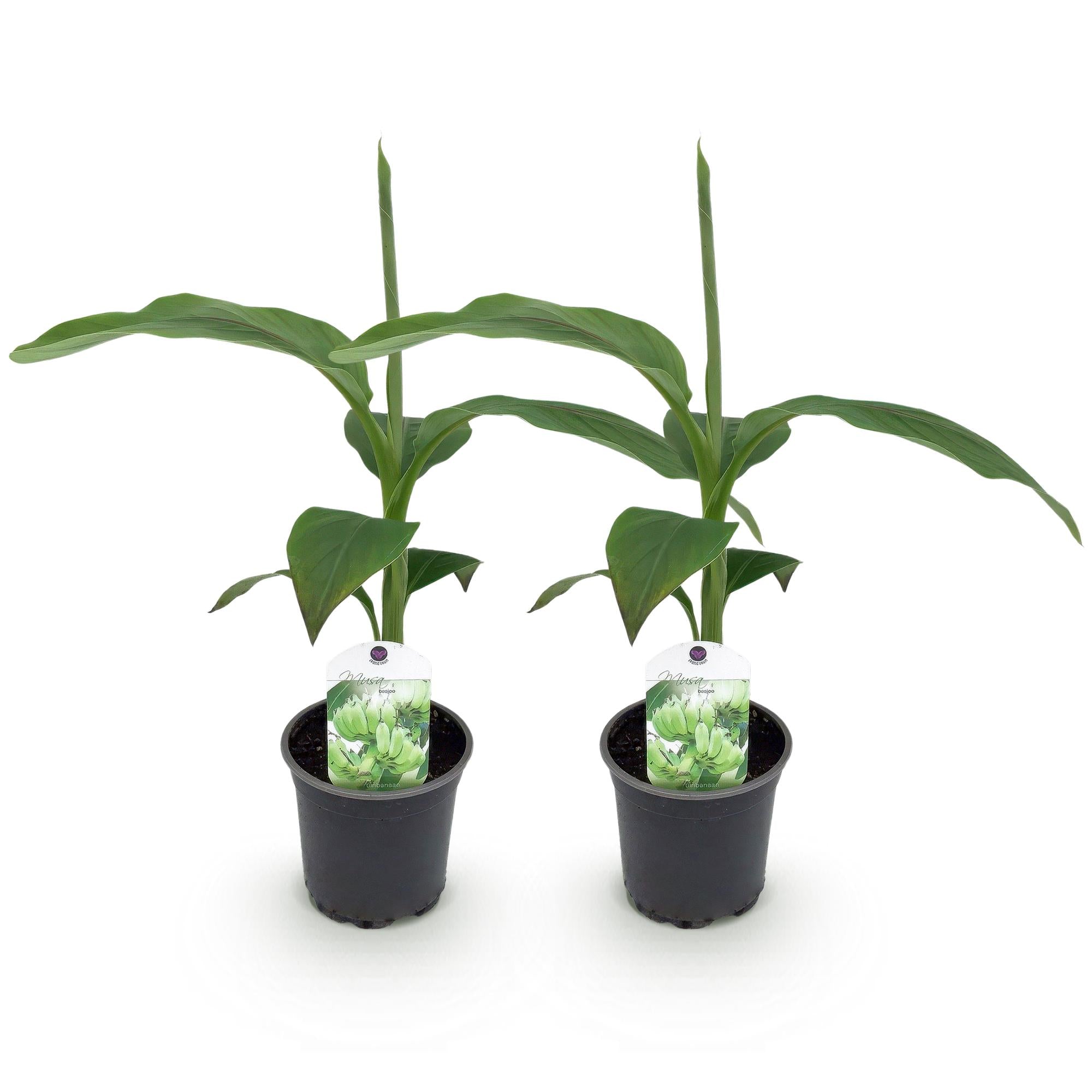 Bananenplant - Musa basjoo - Ø12cm - ↕30cm