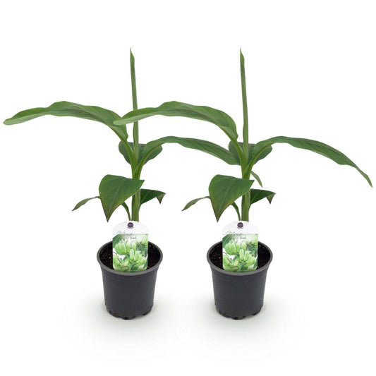 Bananenplant - Musa basjoo - Ø12cm - ↕30cm