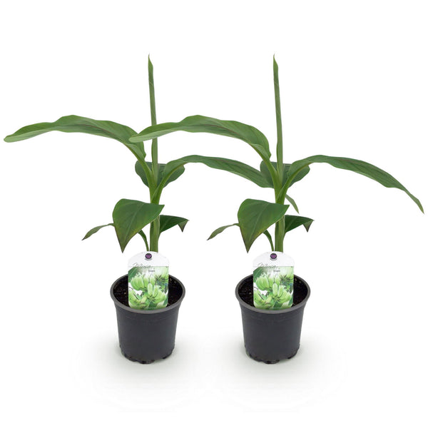 Bananenplant - Musa basjoo - Ø12cm - ↕30cm