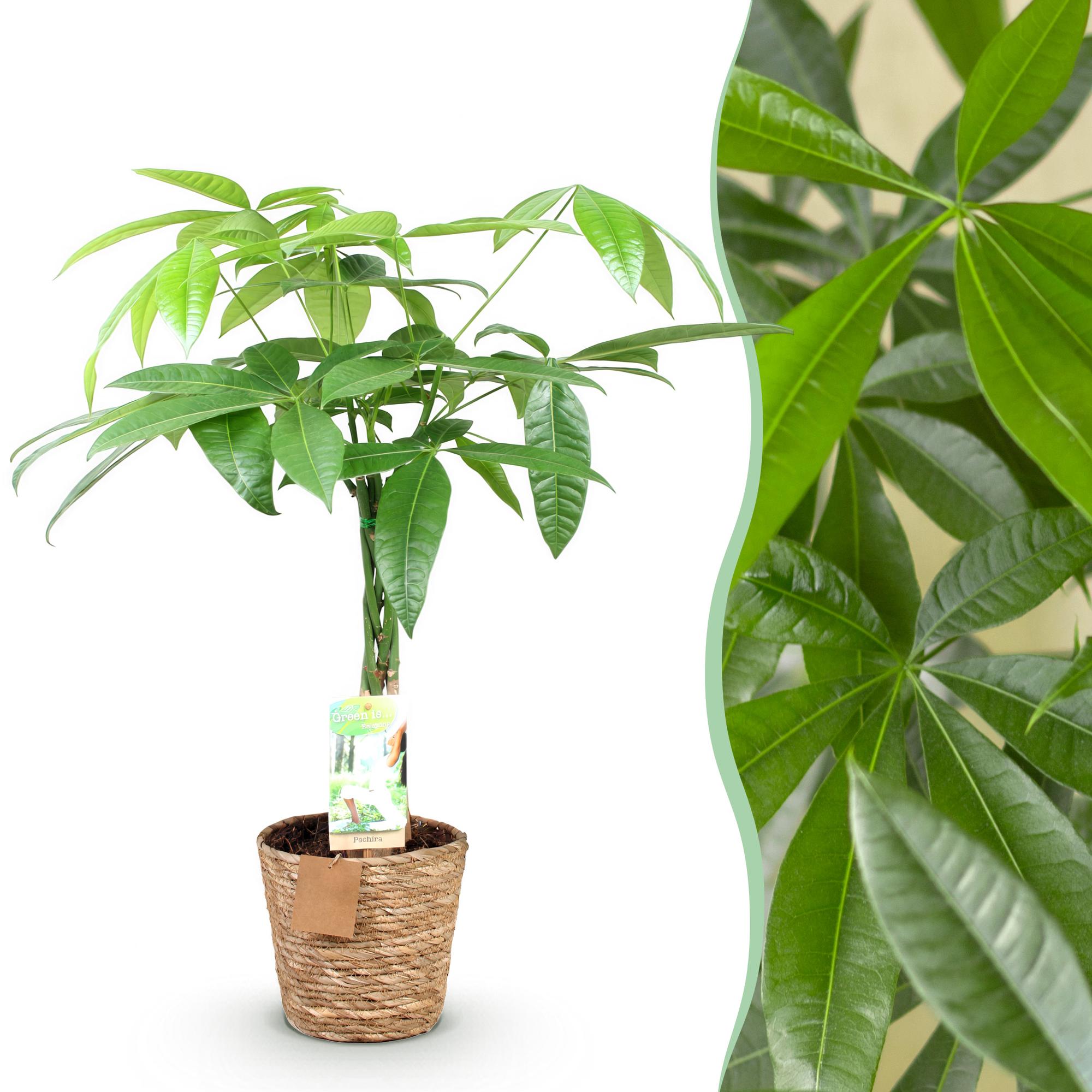 Geldboom - Pachira aquatica gevlochten stam - Ø17cm - ↕60-70cm