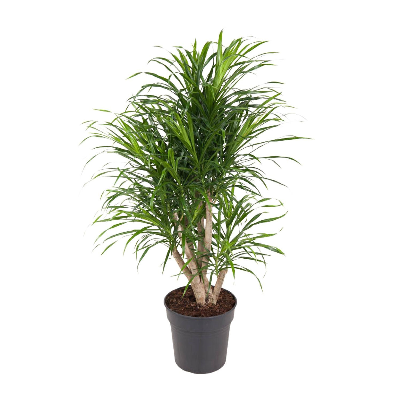 Drakenbloedboom - Dracaena Anita vertakt - Ø24cm - ↕100cm