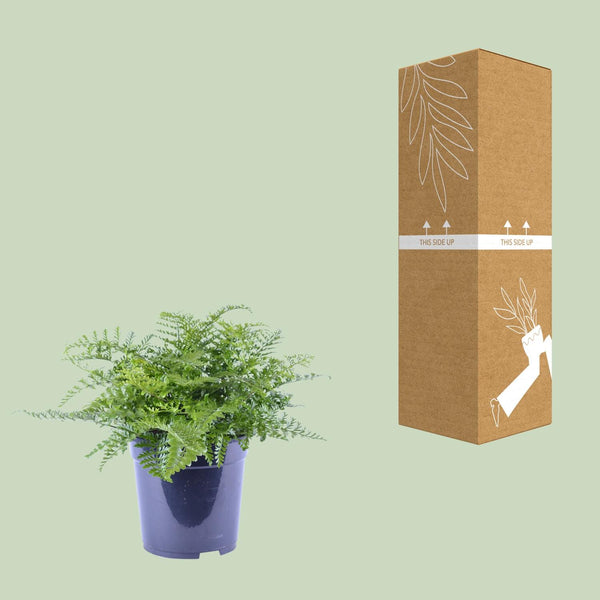Tongvaren - Asplenium Parvati - Ø21cm - ↕40cm