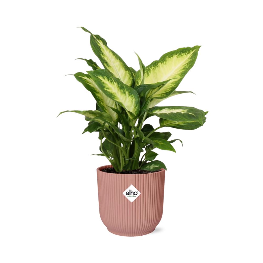 Dieffenbachia ‘Camilla’ - incl. Elho Vibes Fold Roze - ↕14cm