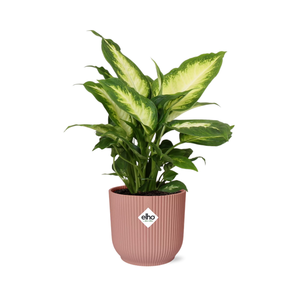 Dieffenbachia ‘Camilla’ - incl. Elho Vibes Fold Roze - ↕14cm