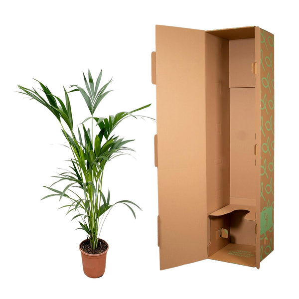 Kentiapalm - Kentia palm - Ø24cm - ↕160cm