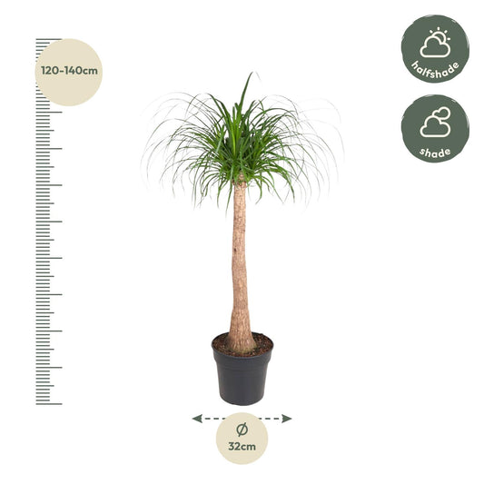 Beaucarnea stam - Ø32cm - ↕120cm
