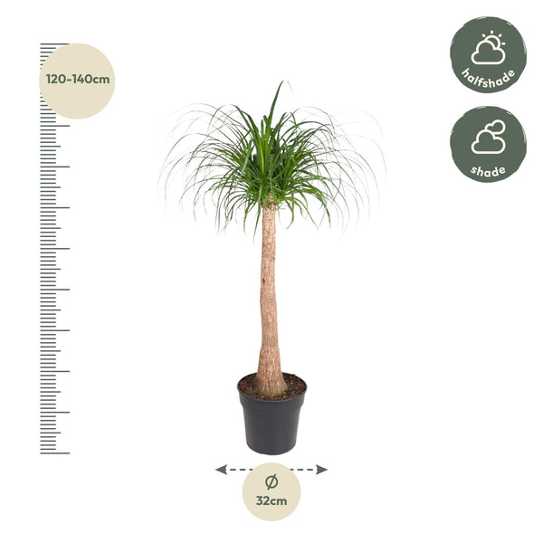 Beaucarnea stam - Ø32cm - ↕120cm