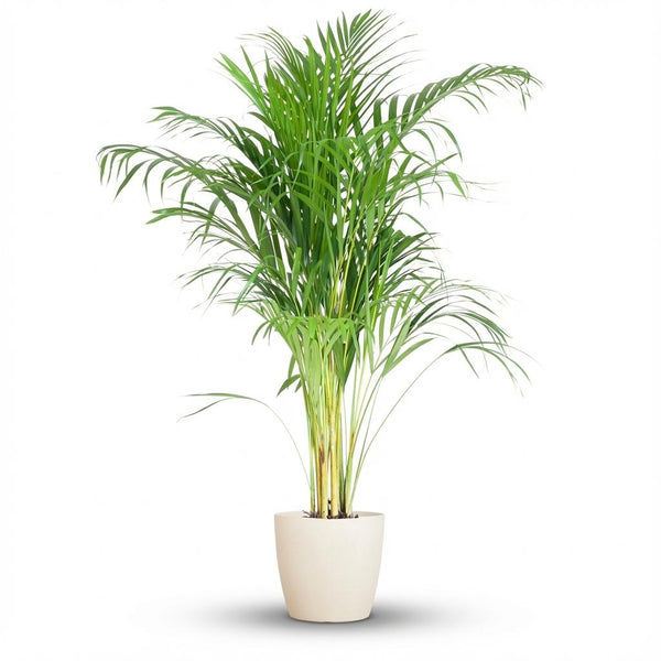 Arecapalm - Areca Palm - incl. Pot - Wit - Ø21cm - ↕100cm