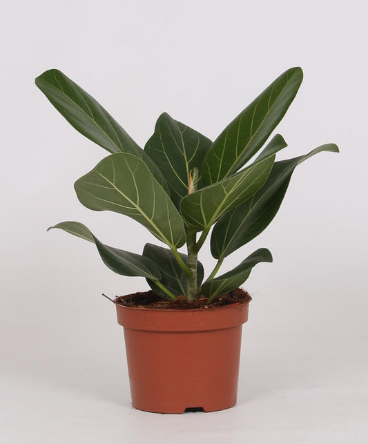 Vijgenboom - Ficus bengalensis - Ø12cm - ↕25cm