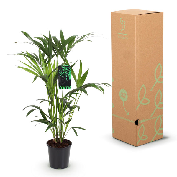 Kentiapalm - Howea forsteriana - Ø19cm - ↕80-85cm