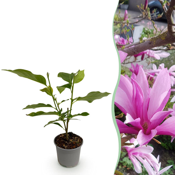 Magnolia - Magnolia Susan - paars - Ø12cm - ↕30cm