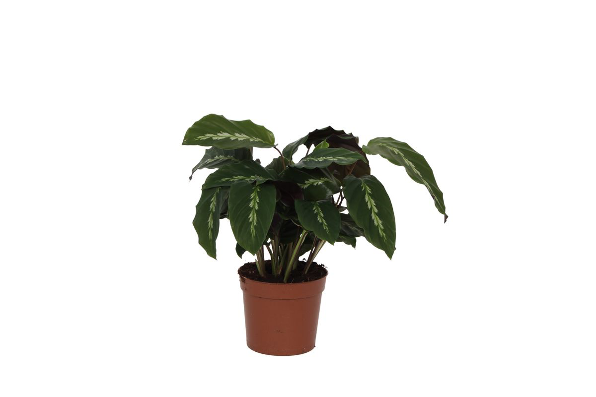 Calathea Maui Queen - Ø12cm - ↕35cm