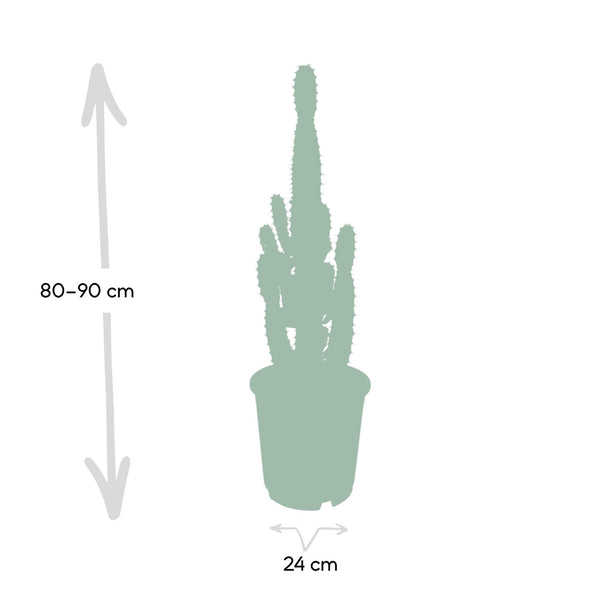 Wolfsmelk - Euphorbia Acrurensis - Ø24cm - ↕60cm