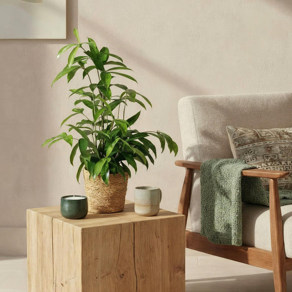 Drakenbloedboom - Dracaena surculosa - Ø17cm - ↕60-70cm