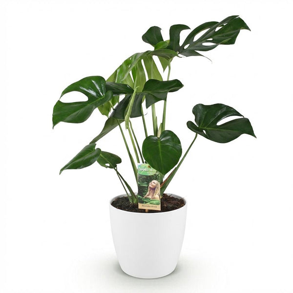 Monstera Deliciosa - Gatenplant - Ø21cm - ↕70-80cm