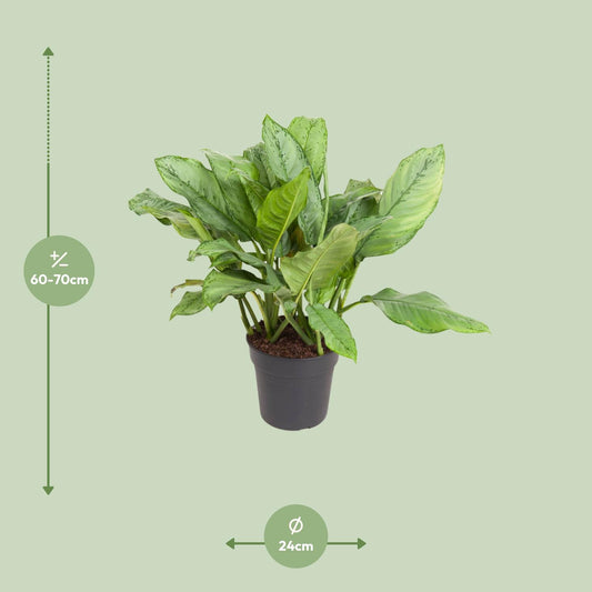 Aglaonema B.J