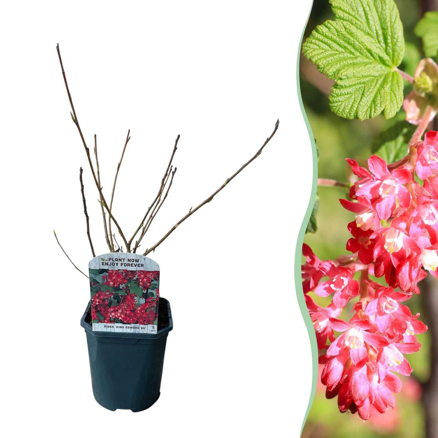 Sierbes - Ribes sanguineum Kind Edward - rood - Ø17cm - ↕45cm