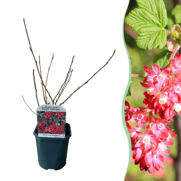Sierbes - Ribes sanguineum Kind Edward - rood - Ø17cm - ↕45cm