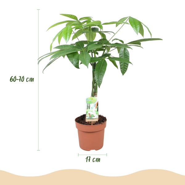 Geldboom - Pachira aquatica gevlochten stam - Ø17cm - ↕60-70cm